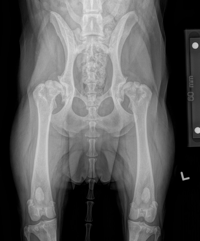Hip Dysplasia Arizona Canine Orthopedics & Sports Medicine